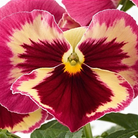 Amor Perfeito Morango Dinamite - Viola tricolor: 15 Sementes