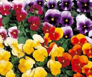 Amor Perfeito Sortido Ultimate Beacon - Viola tricolor: 15 Sementes