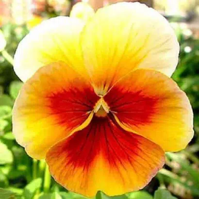 Amor Perfeito Dourado Ultimate Beacon - Viola tricolor: 15 Sementes