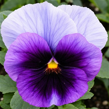 Amor Perfeito Roxo Ultimate Beacon - Viola tricolor: 15 Sementes