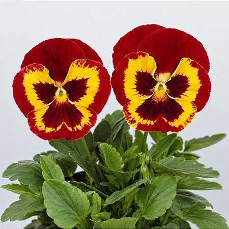 Amor Perfeito Vermelho Ultimate Baron - Viola tricolor: 15 Sementes