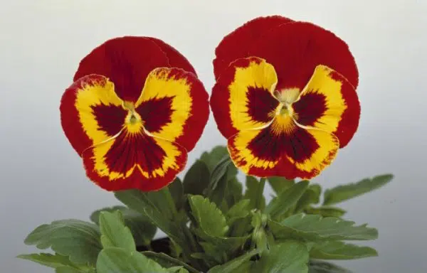 Amor Perfeito Vermelho Ultimate Baron - Viola tricolor: 15 Sementes