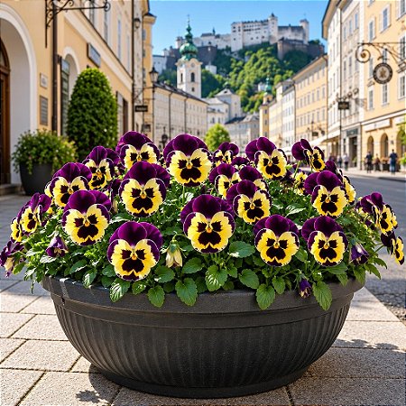 Amor Perfeito Mogno Ultimate Baron - Viola tricolor: 15 Sementes
