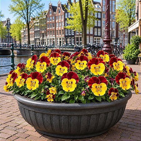 Amor Perfeito Vermelho e Amarelo Ultimate - Viola tricolor: 15 Sementes