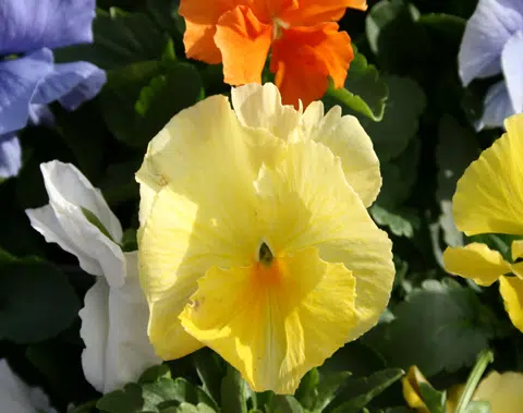 Amor Perfeito Amarelo Ultimate - Viola tricolor: 15 Sementes