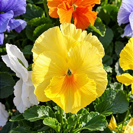 Amor Perfeito Amarelo Ultimate - Viola tricolor: 15 Sementes