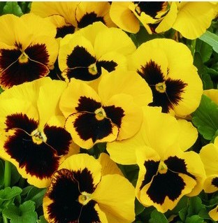 Amor Perfeito Yellow Dinamite - Viola tricolor: 15 Sementes
