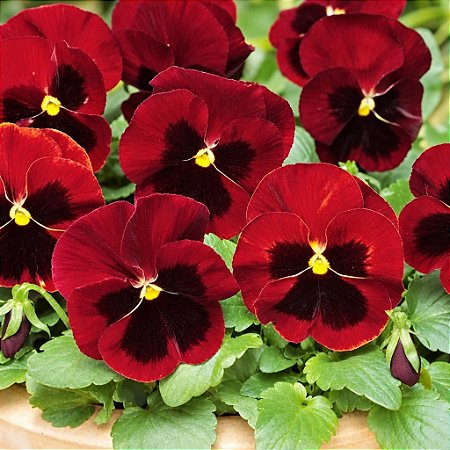 Amor Perfeito Vermelho Dinamite - Viola tricolor: 15 Sementes