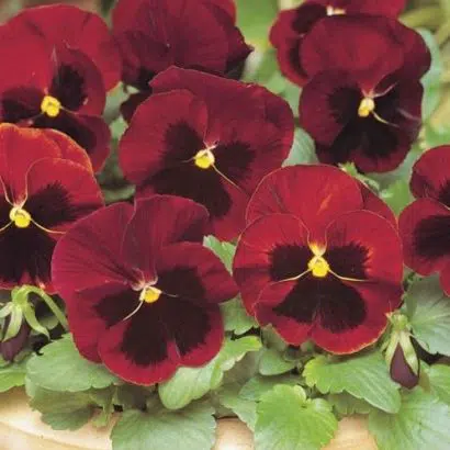 Amor Perfeito Vermelho Dinamite - Viola tricolor: 15 Sementes