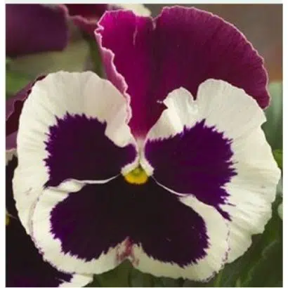 Amor Perfeito Roxo e Branco Dinamite - Viola tricolor: 15 Sementes