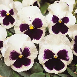 Amor Perfeito Branco Dinamite - Viola tricolor: 15 Sementes