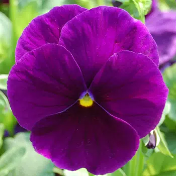 Amor Perfeito Roxo Dinamite - Viola tricolor: 15 Sementes