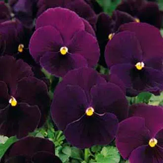 Amor Perfeito Roxo Escuro Dinamite - Viola tricolor: 15 Sementes