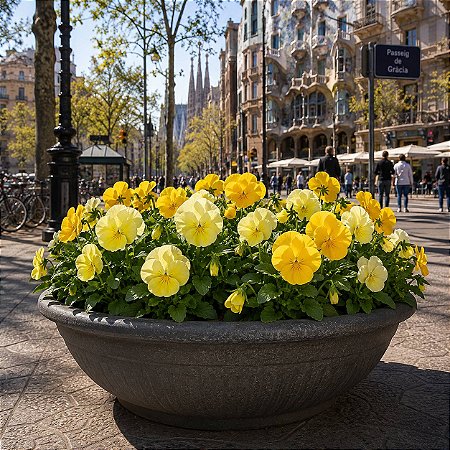 Amor Perfeito Creme Dinamite - Viola tricolor: 15 Sementes