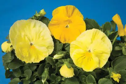 Amor Perfeito Creme Dinamite - Viola tricolor: 15 Sementes