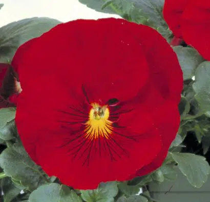 Amor Perfeito Escarlate Crow - Viola tricolor: 15 Sementes