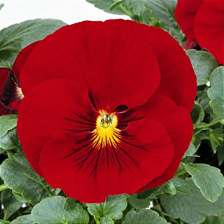 Amor Perfeito Escarlate Crow - Viola tricolor: 15 Sementes
