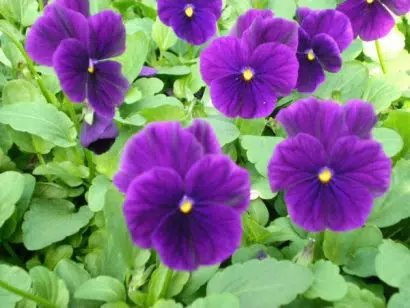 Amor Perfeito Violeta Crow - Viola tricolor: 15 Sementes