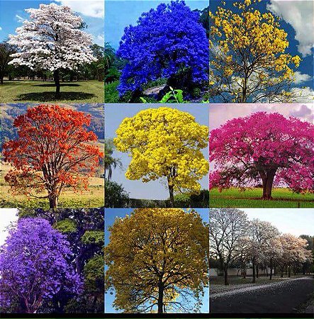 50 Lembrancinhas de Sementes Nativas de Ipê Variados Para Brinde - 5 Sementes Cada