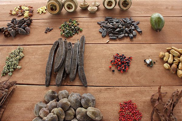 50 Kits Sementes de Árvores Nativas Variadas Para Brinde - 5 Sementes Cada