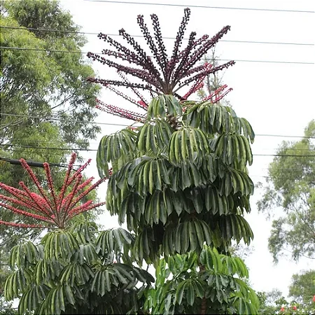 Cheflera - Schefflera actinophylla - 10 Sementes