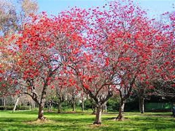 Mulungu do litoral - Erythrina speciosa - 15 Sementes