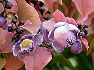 Sapucaia - Lecythis pisonis - 10 Sementes