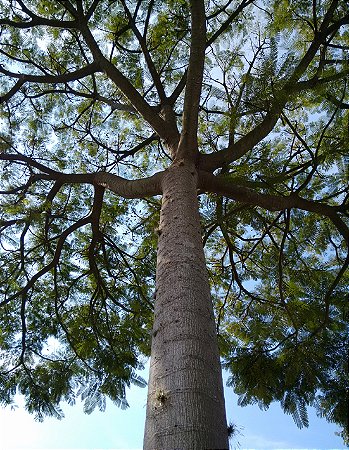 Guapuruvu (Schizolobium parahyba): 10 Sementes