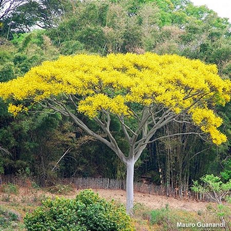 Guapuruvu (Schizolobium parahyba): 20 Sementes