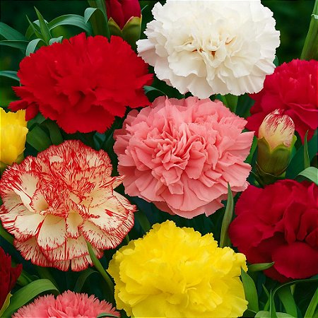 Cravo Sortido - Dianthus caryophyllus - 50 Sementes