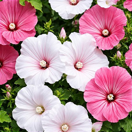 Malva Sortida:50 Sementes