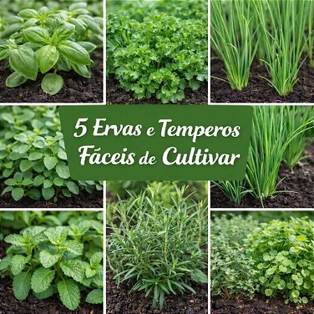 Kit 5 Espécies de Ervas e Temperos Fáceis de Plantar