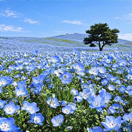 Baby Blue Eyes (Nemophila): 50 Sementes