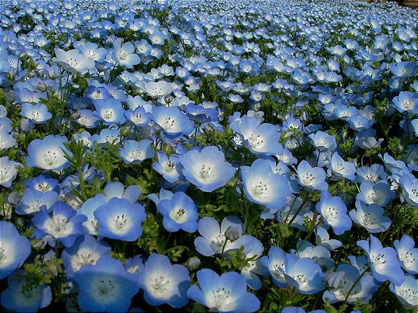 Baby Blue Eyes (Nemophila): 100 Sementes