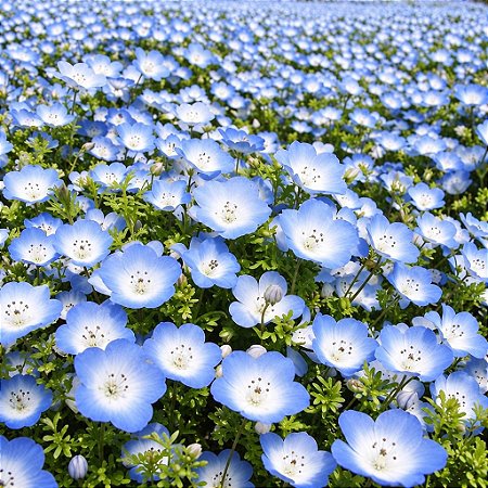 Baby Blue Eyes (Nemophila): 100 Sementes
