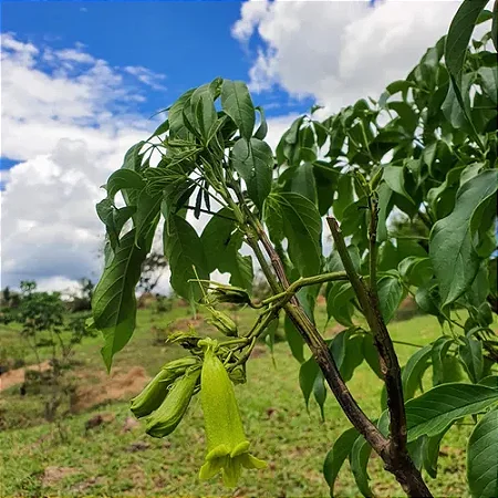 Ipê Verde (Cybistax antisyphilitica): 10 Sementes