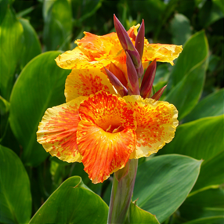 Cana da Índia - Canna Indica Vermelha e Amarela - 5 Sementes