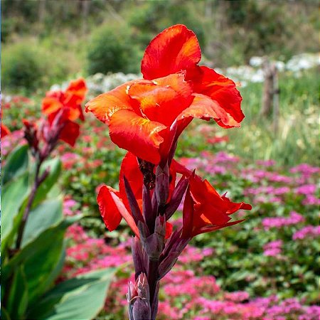 Cana da Índia - Canna Indica Vermelha - 5 Sementes