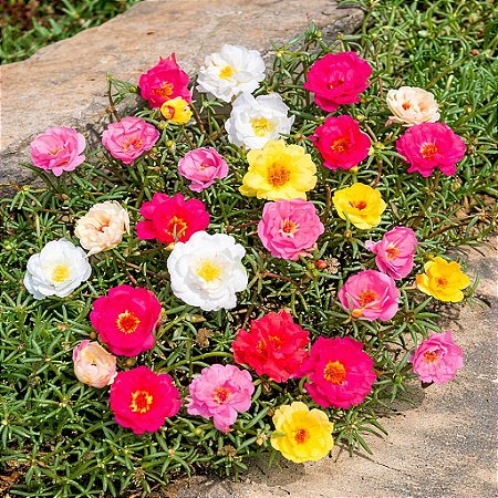 Portulaca Dobrada Sortida - Portulaca grandiflora - 500 Sementes