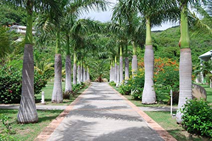 Palmeira Imperial - Roystonea Régia - 15 Sementes