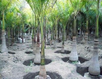 Palmeira Imperial - Roystonea Régia - 30 Sementes