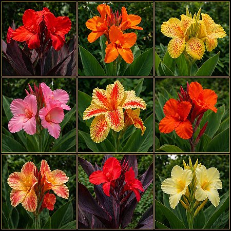 Cana da Índia - Canna Indica Sortida - 5 Sementes