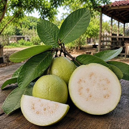 Goiaba Branca Psidium guajava: 50 Sementes