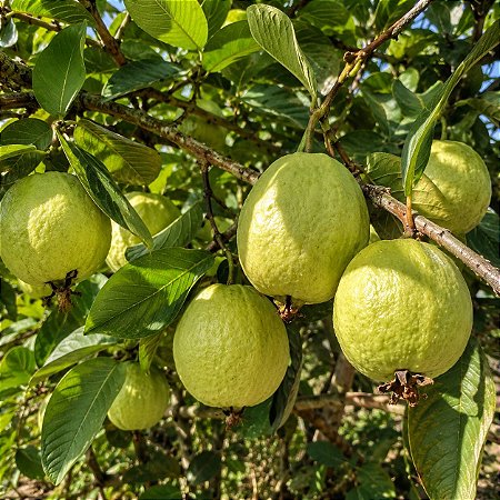 Goiaba Branca Psidium guajava: 100 Sementes