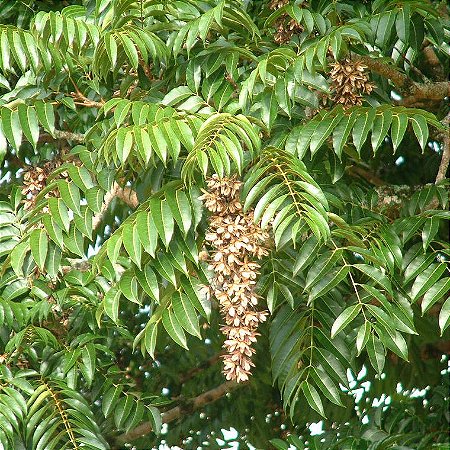 Cedro Australiano - Toona ciliata - 100 Sementes