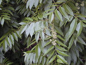 Cedro Australiano - Toona ciliata - 500 Sementes