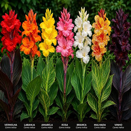 Cana da Índia - Canna Indica Sortida - 50 Sementes