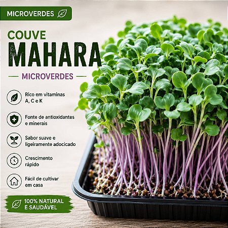 Microverdes Couve Mahara: 500 Sementes