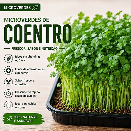 Microverdes Coentro Maya: 500 Sementes