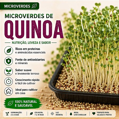 Microverdes Quinoa (Kinoa): 500 Sementes